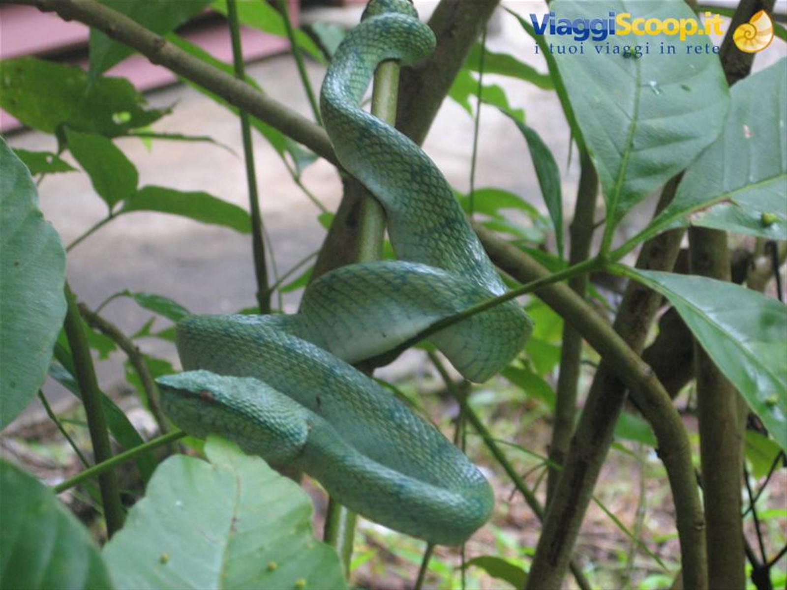 Vipera