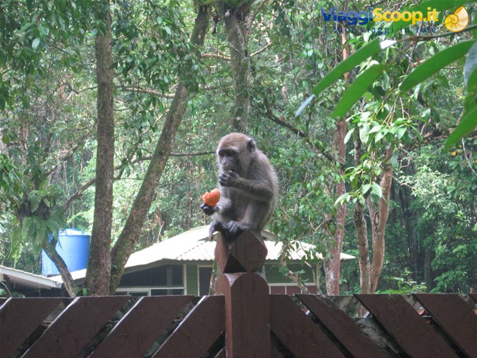 piccolo di macaco