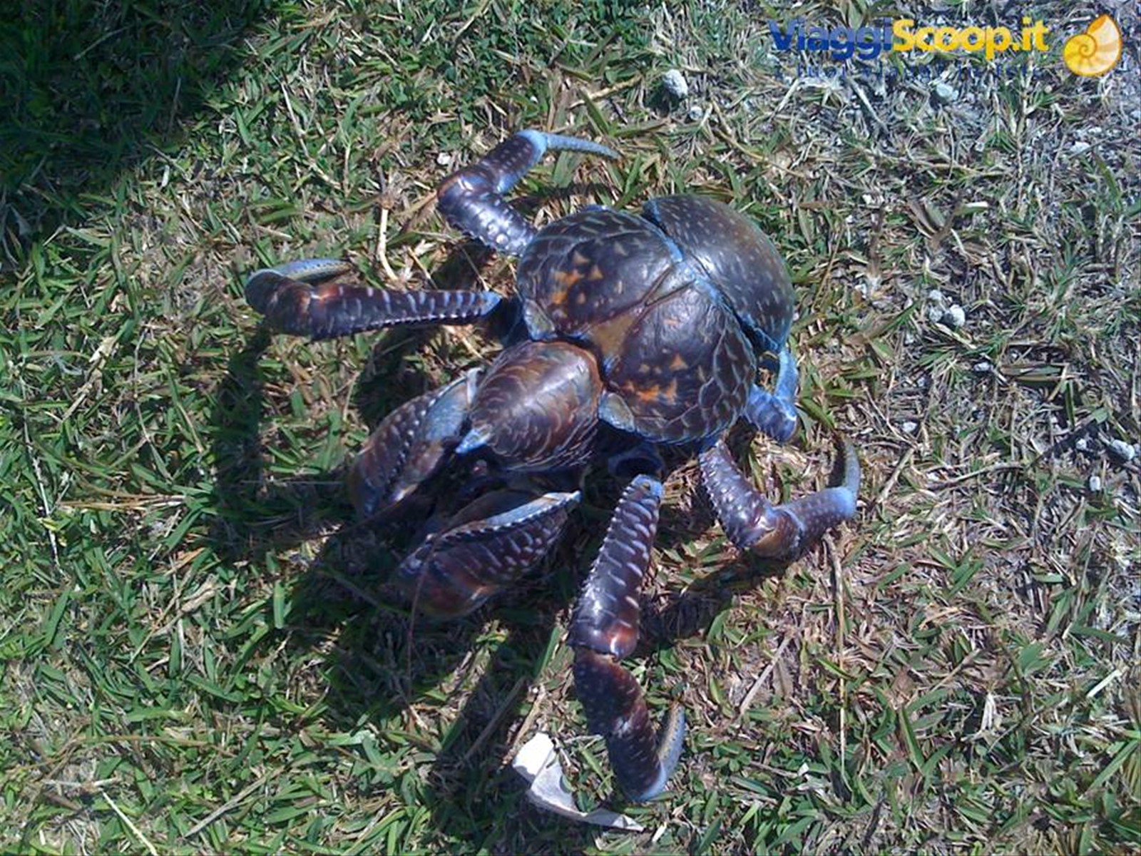 Il Granchio del cocco