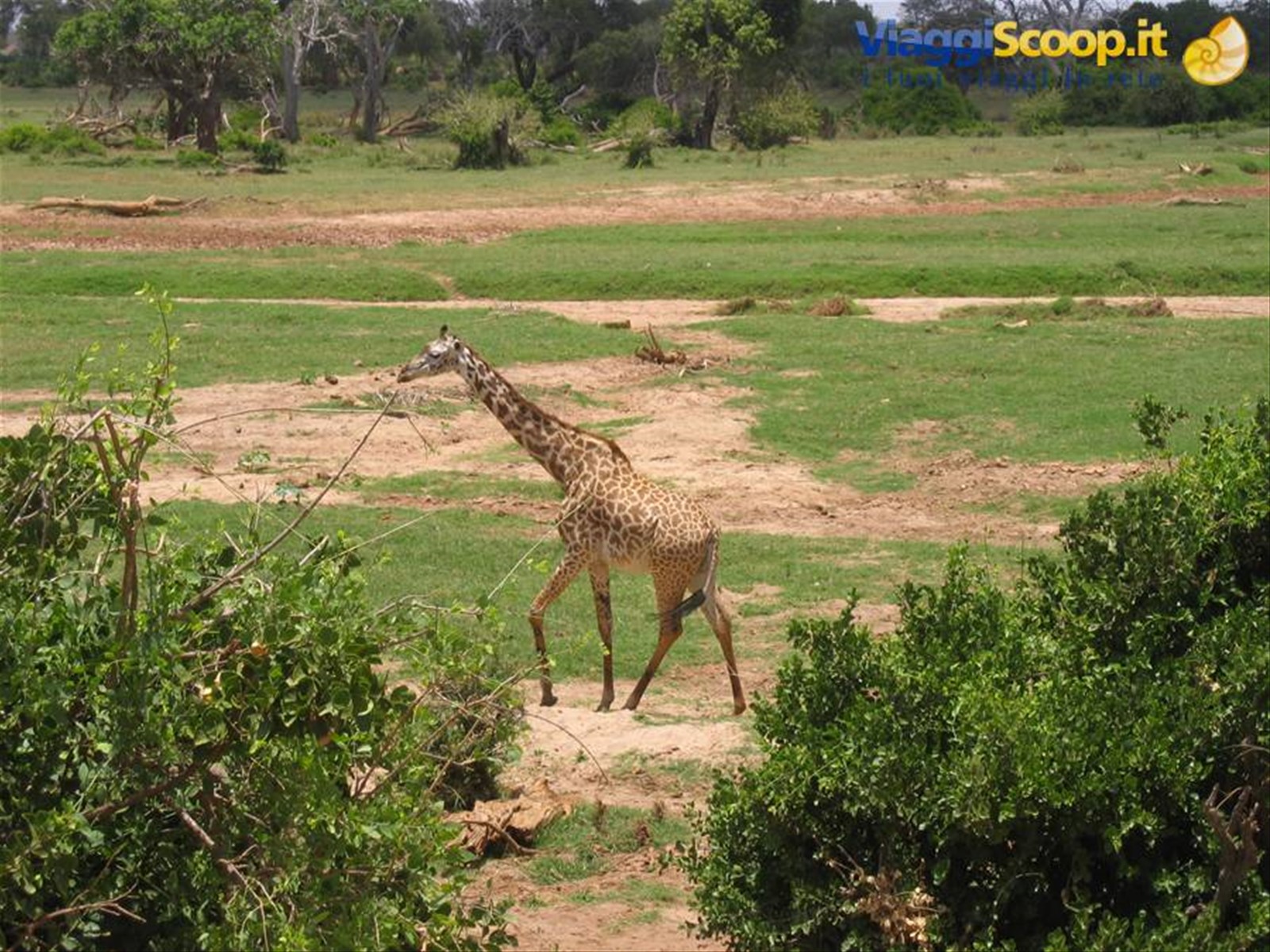 Foto di viaggio in KENYA