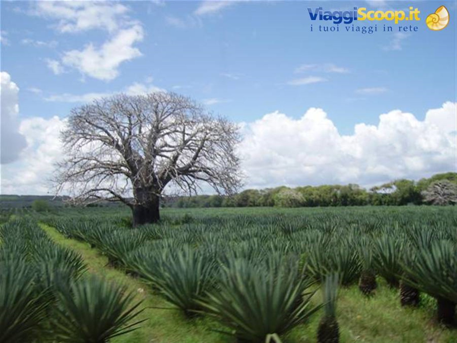Coltivazione di agave con baobab al centro
