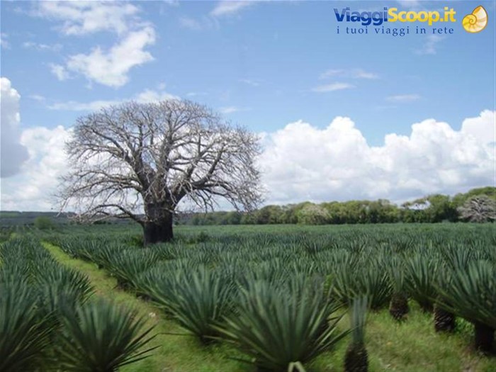 Coltivazione di agave con baobab al centro