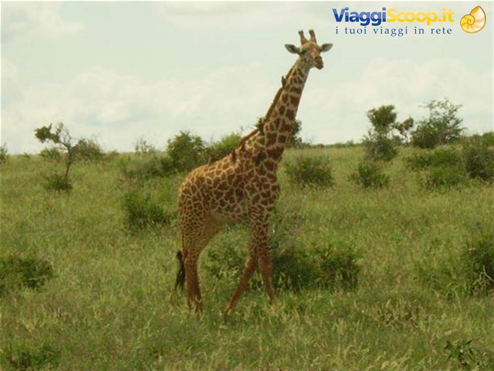 Foto di viaggio in KENYA