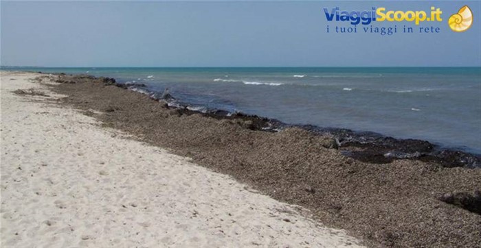 Djerba (alghe sulla spiaggia)