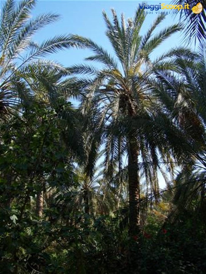 Palmeto