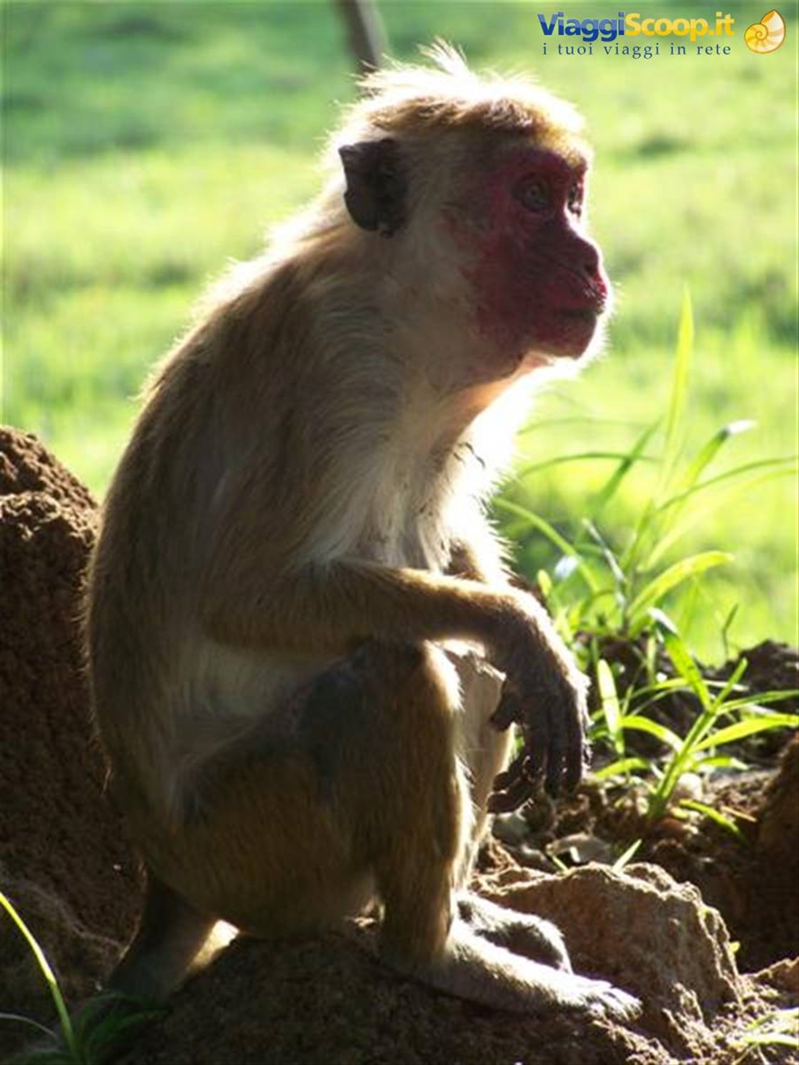 Foto di viaggio in SRI LANKA