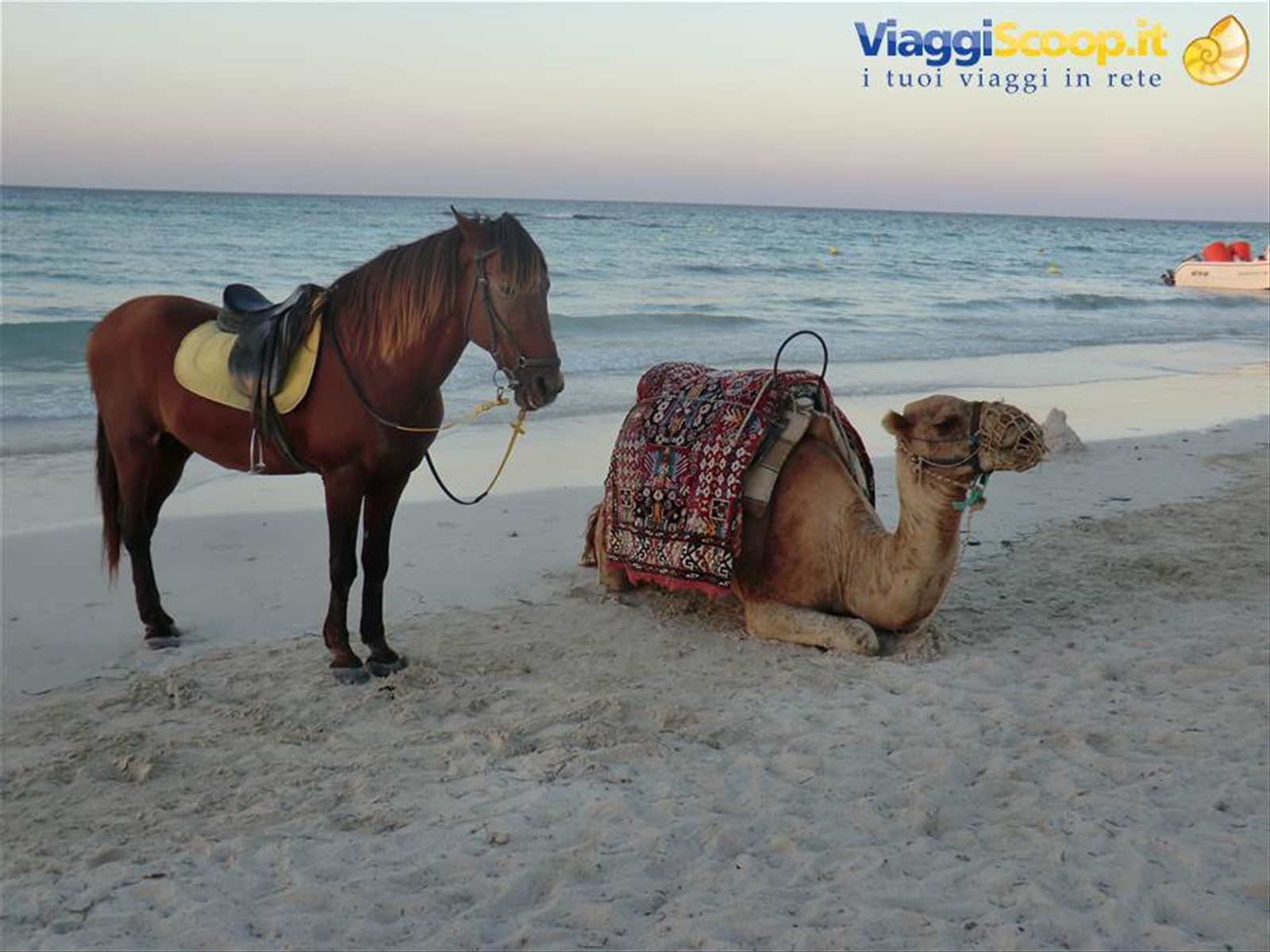 Foto di viaggio in TUNISIA