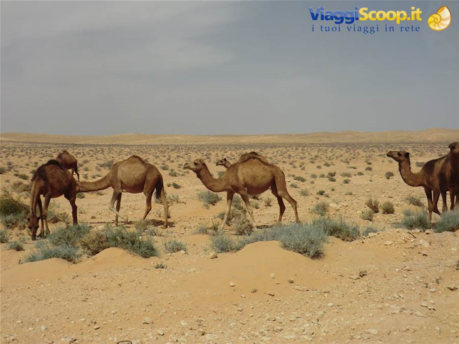 Foto di viaggio in TUNISIA