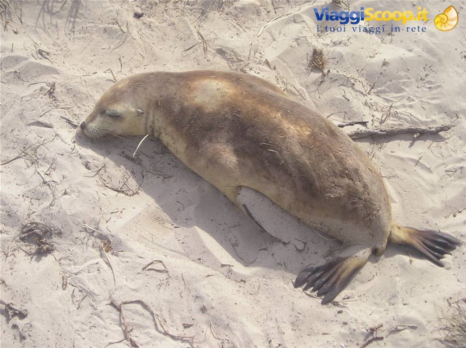 Kangaroo Island, Seal Bay
