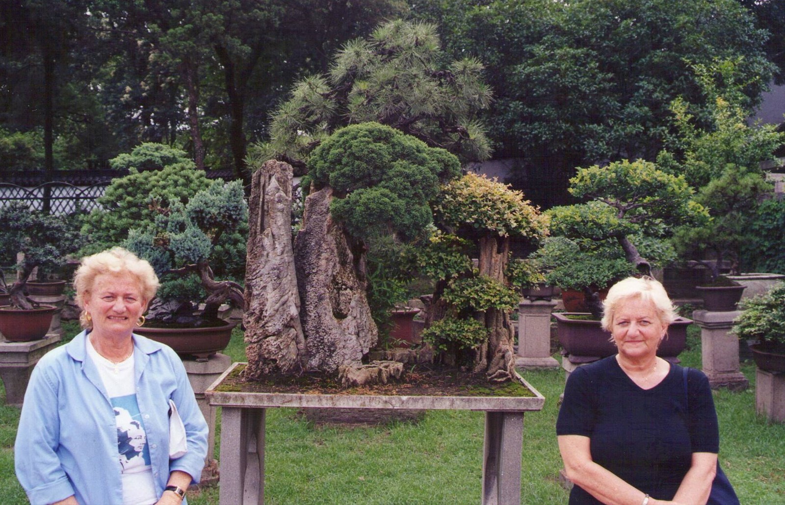 Il giardino dei BONSAI