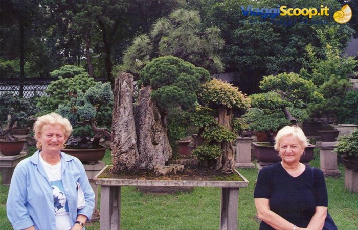 Il giardino dei BONSAI