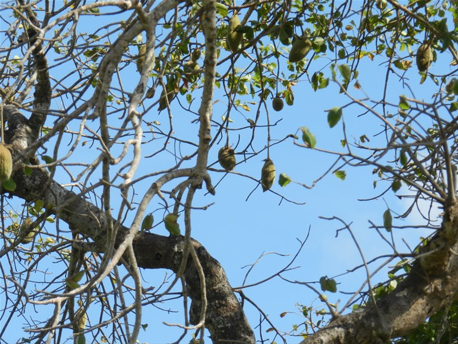 I Frutti del BAOBAB squisiti