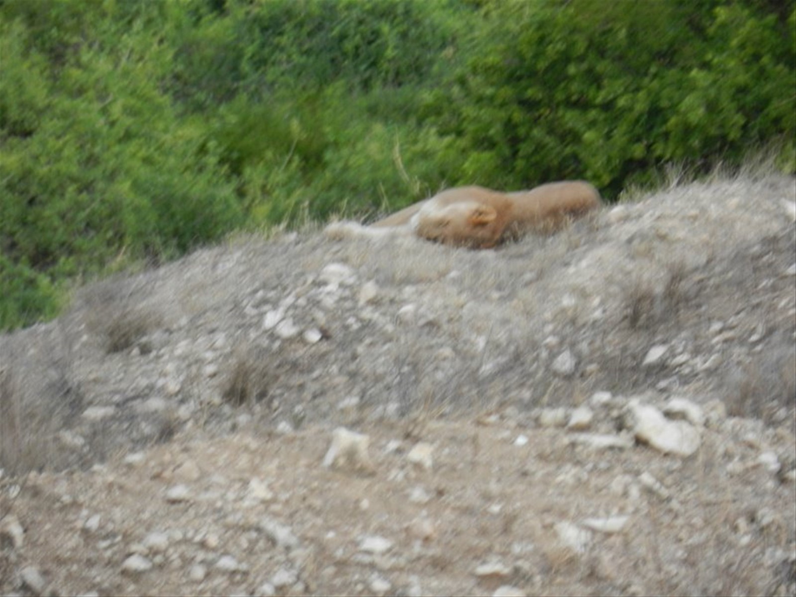 Dorme???