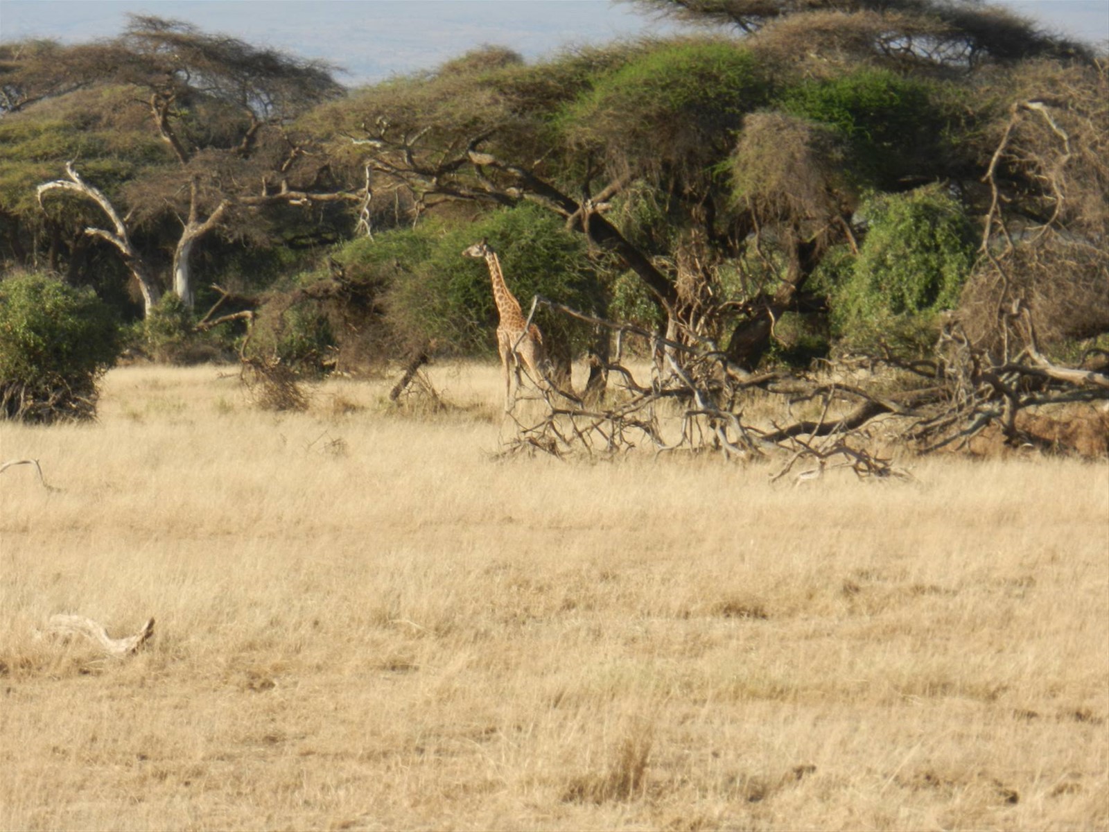 Foto di viaggio in KENYA