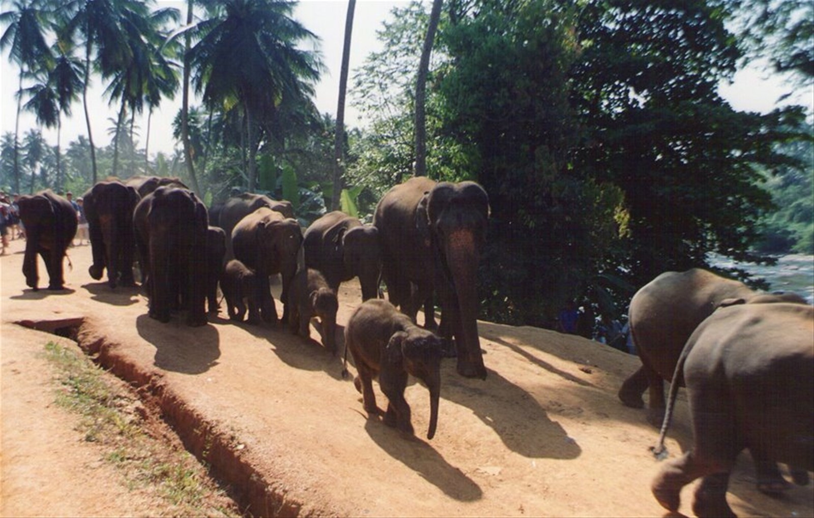 Foto di viaggio in SRI LANKA