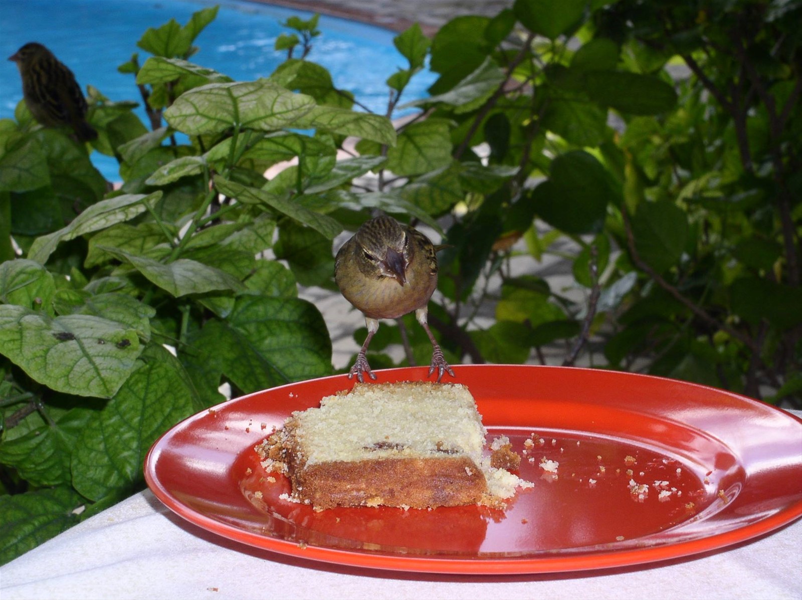 anche lui deve mangiare