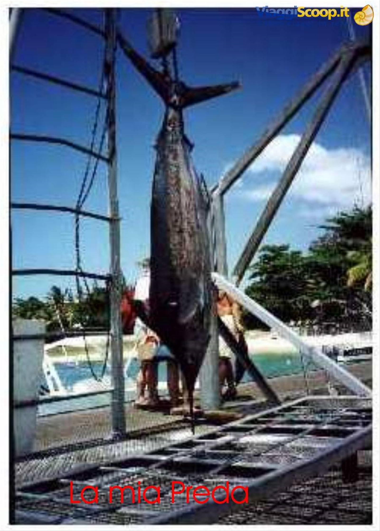 non lo ho pescato IO