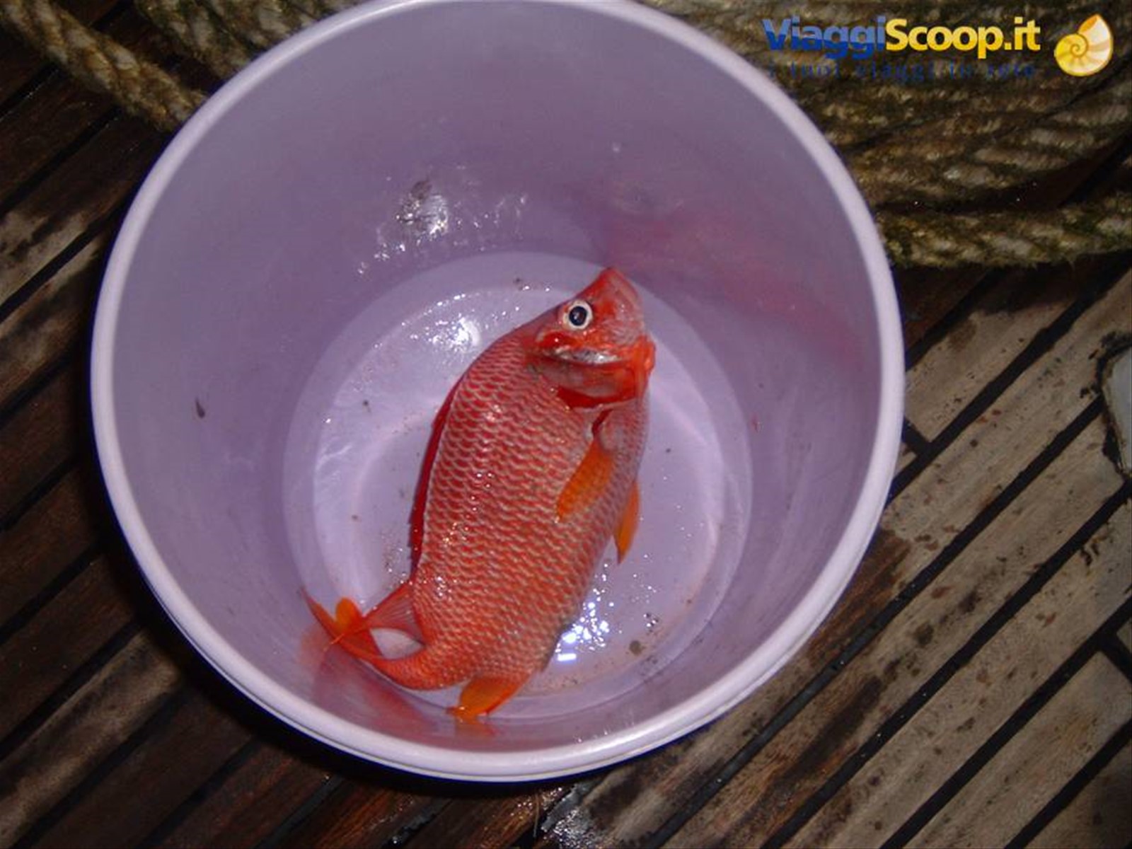 L'Unico Pesce Pescato