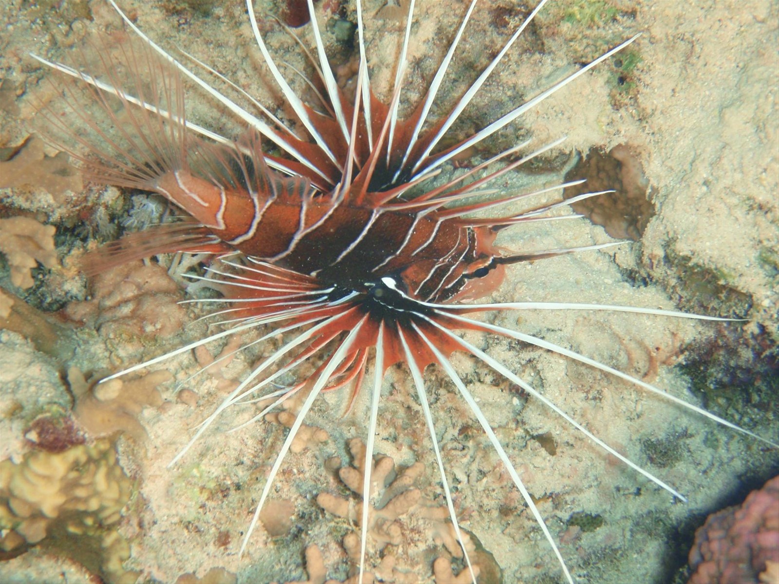 Er Lion Fish