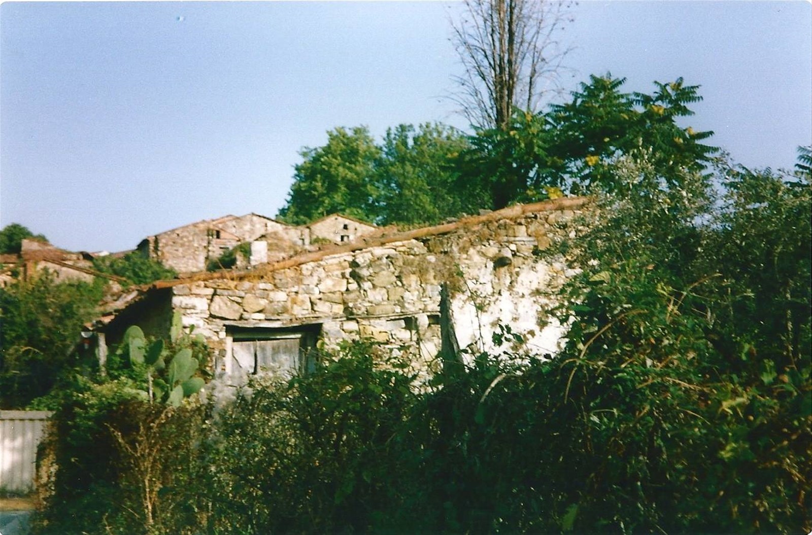ROSCIGNO