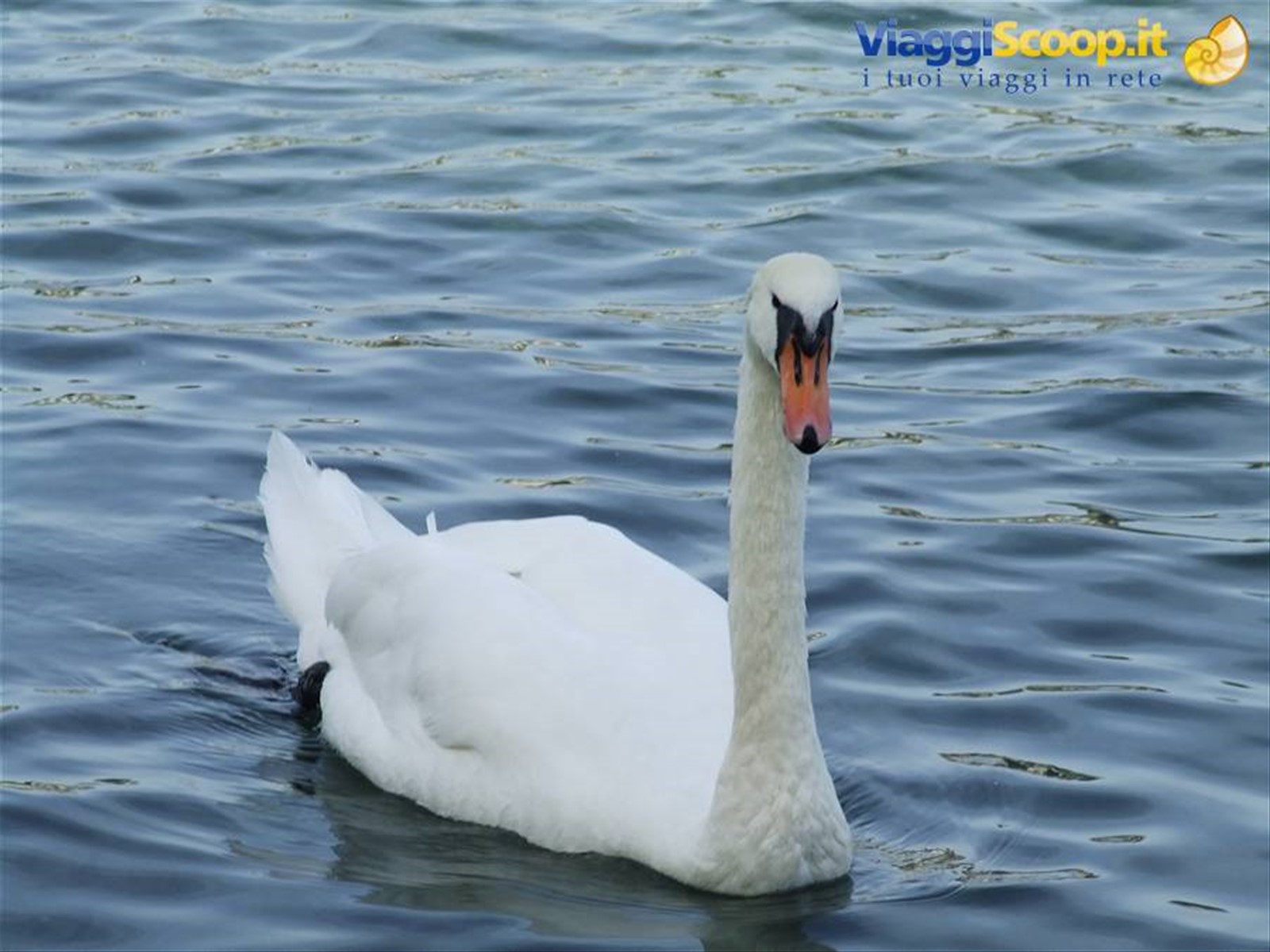 LUCERNA - Cigno solitario