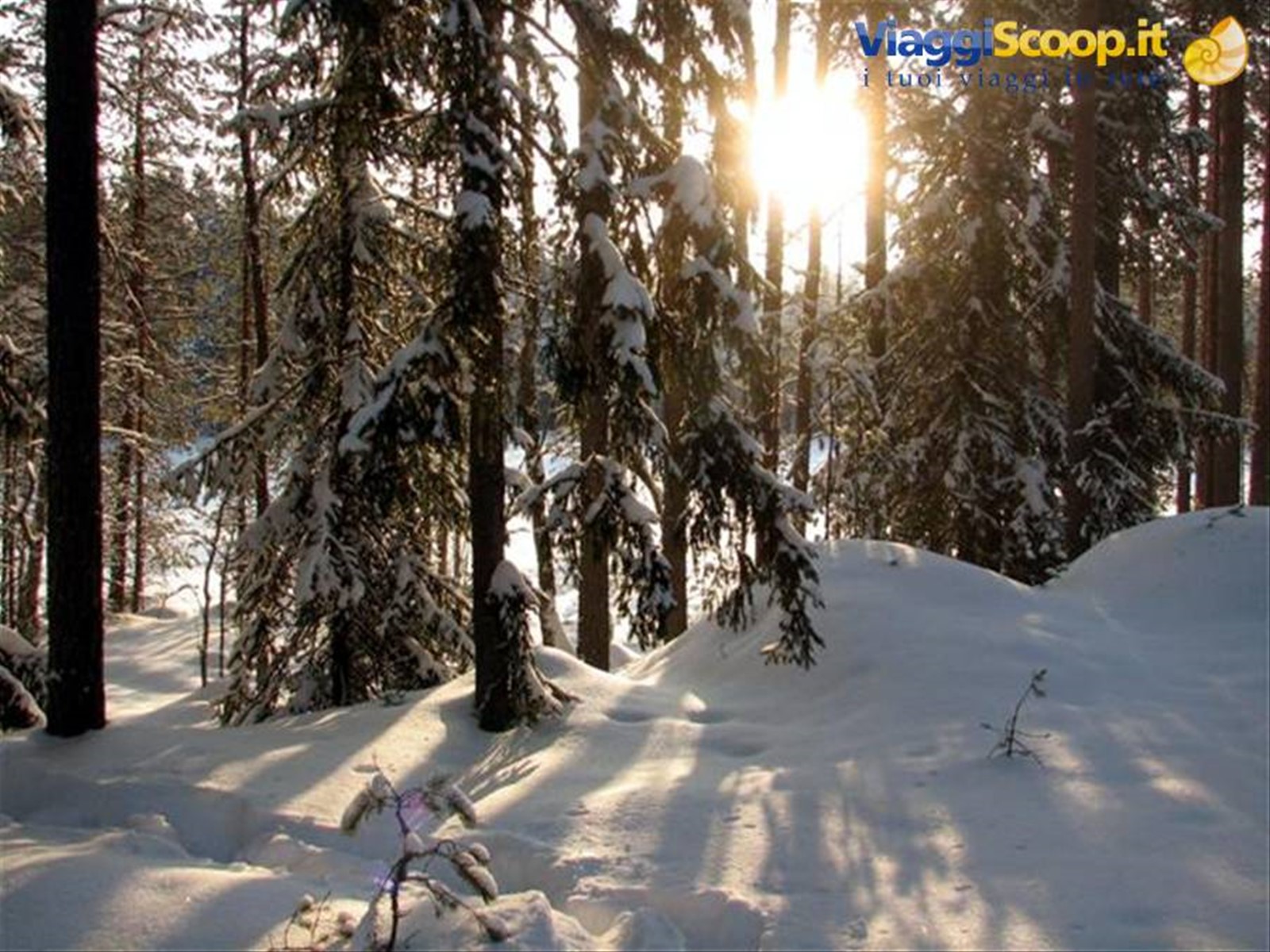 ma presto il sole del mattino penetranella foresta