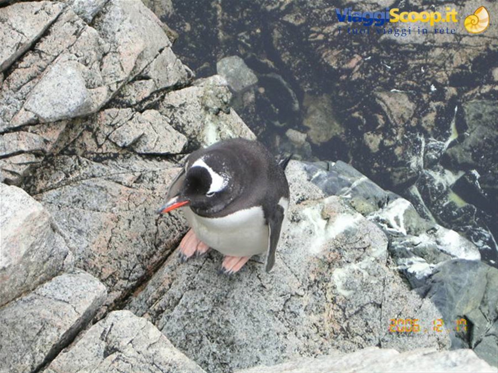 Foto di viaggio in ANTARTICA