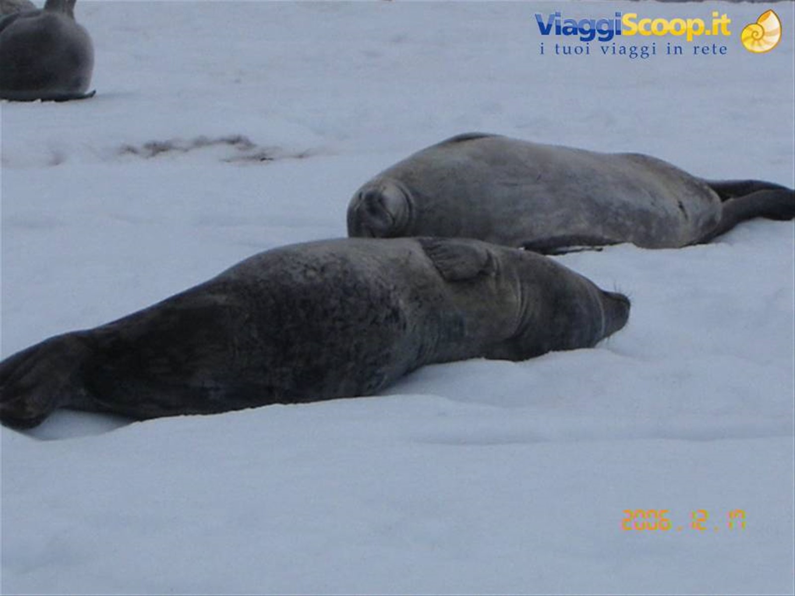 Foto di viaggio in ANTARTICA