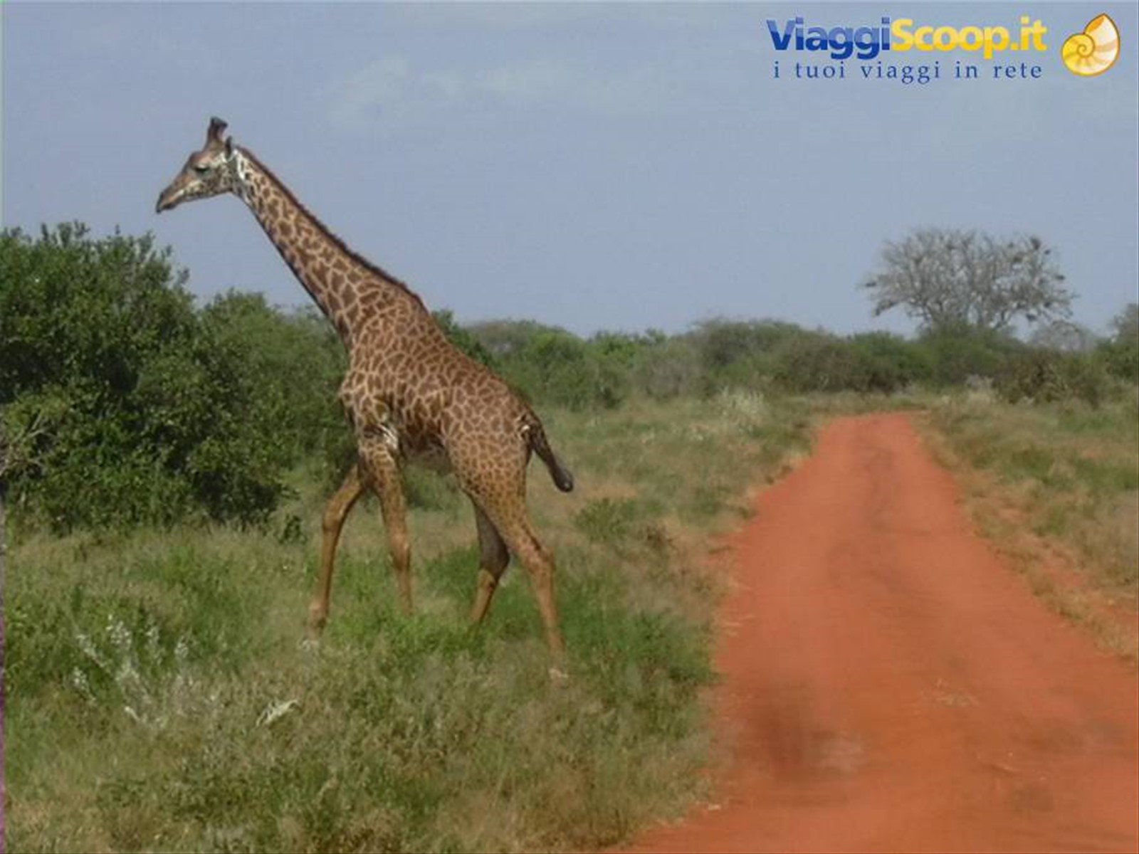 Foto di viaggio in KENYA