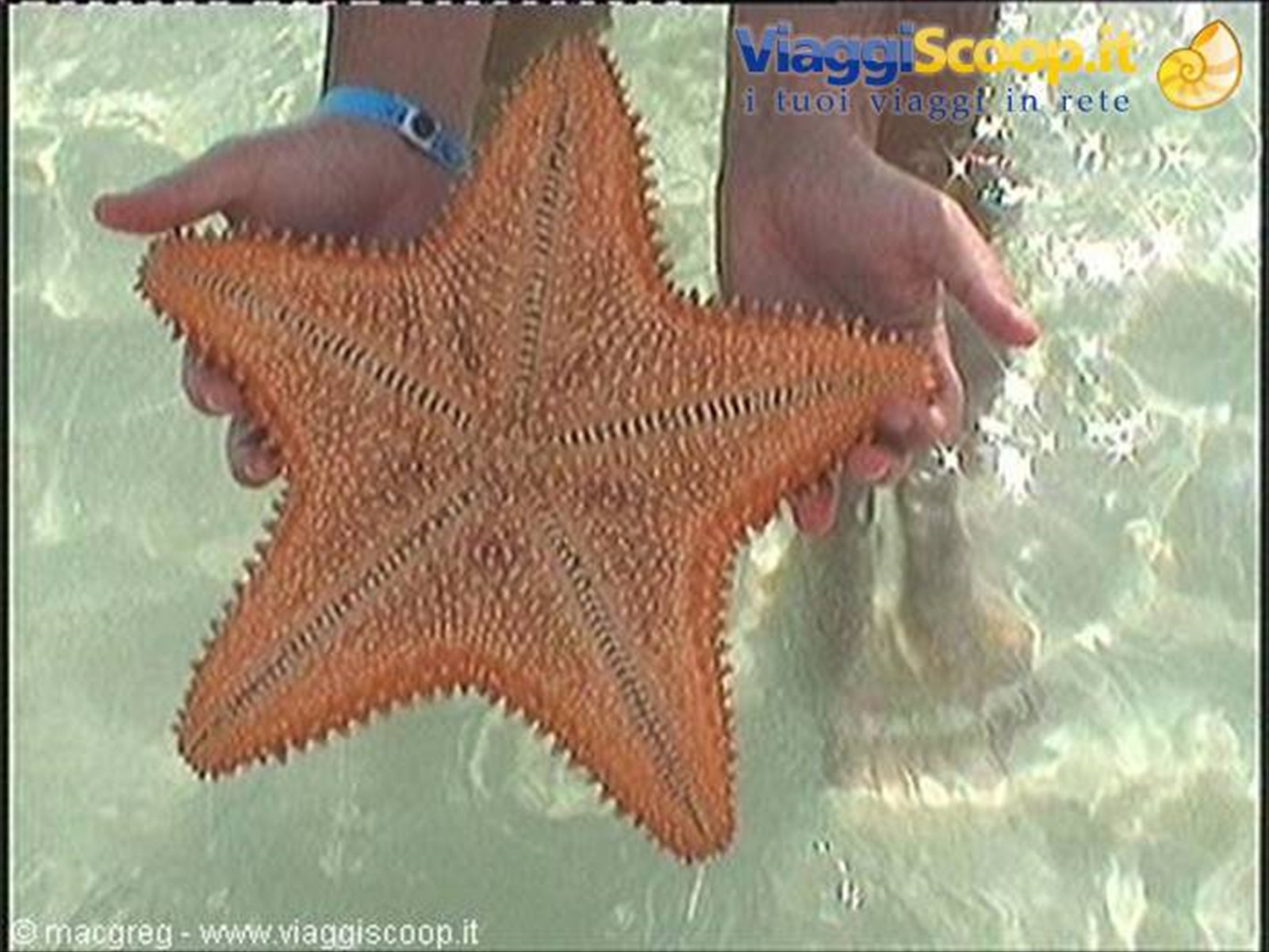 Ventaclub Eleuthera, le stelle marine direttamente sulla spiaggia