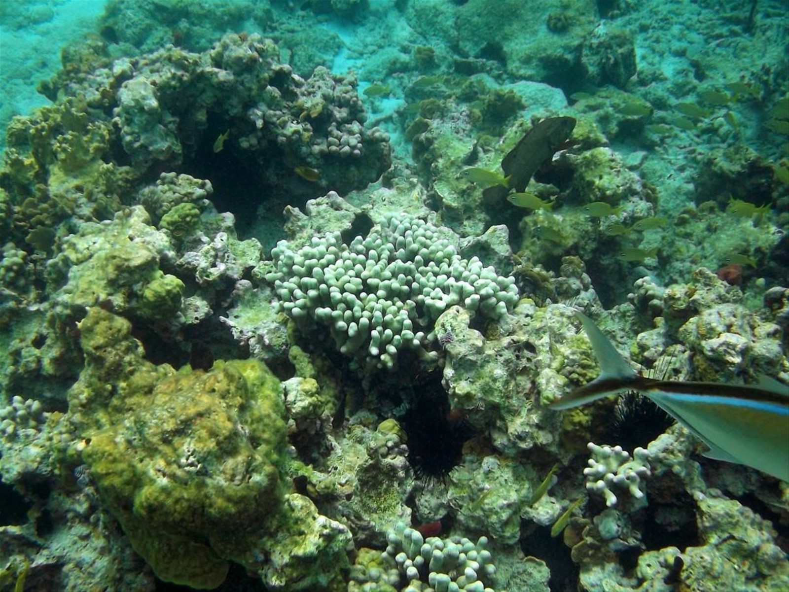 Underwater