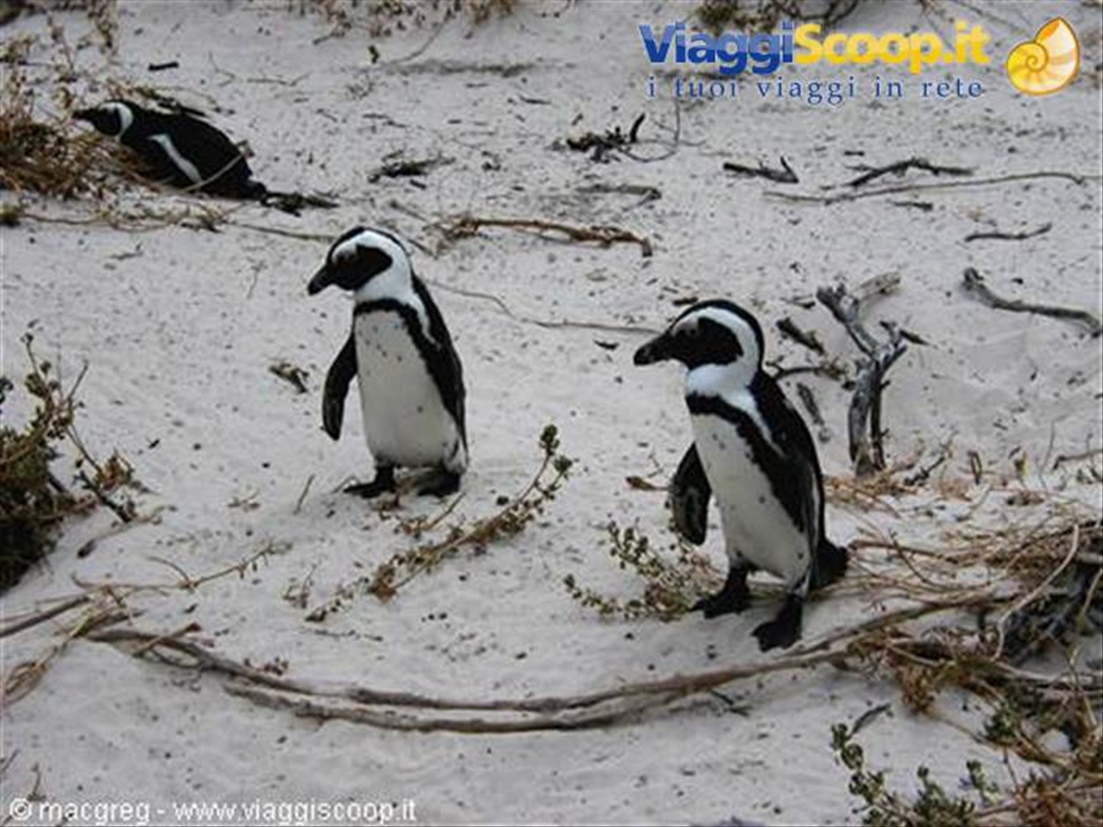 Boulders Beach, colonia di pinguini