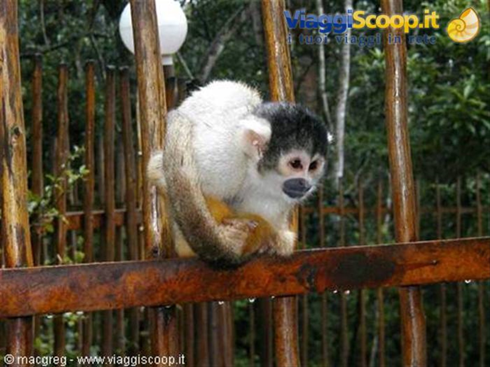 Monkeylands