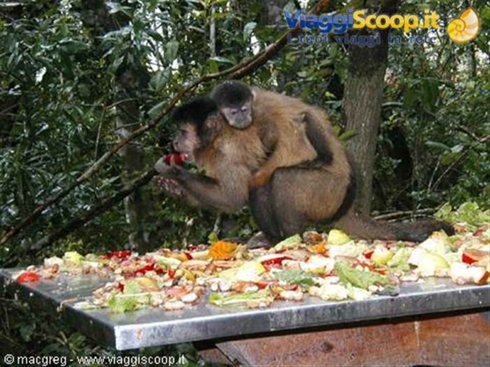 Monkeylands