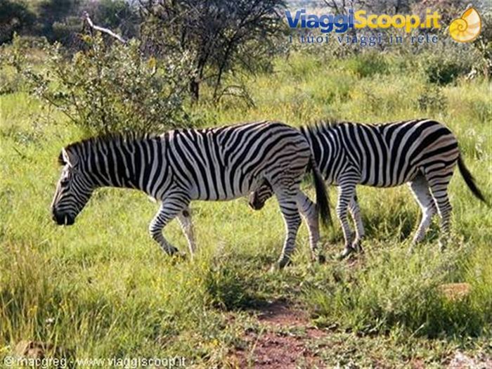 Pilanesberg NP