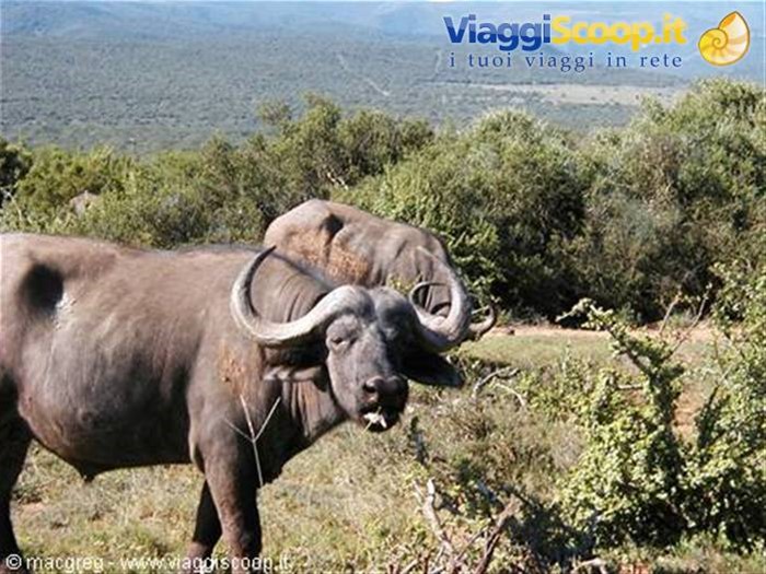 Addo NP