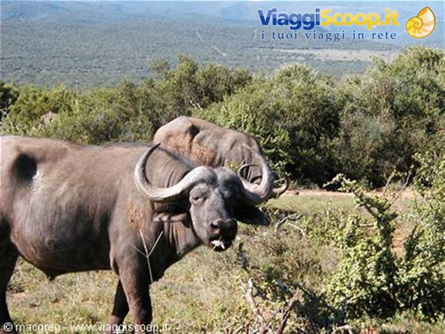 Addo NP