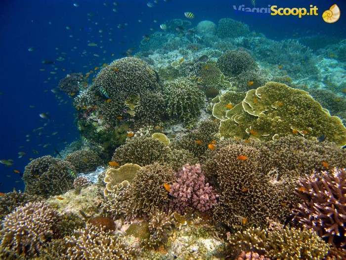 Fondale snorkeling a Balicasag