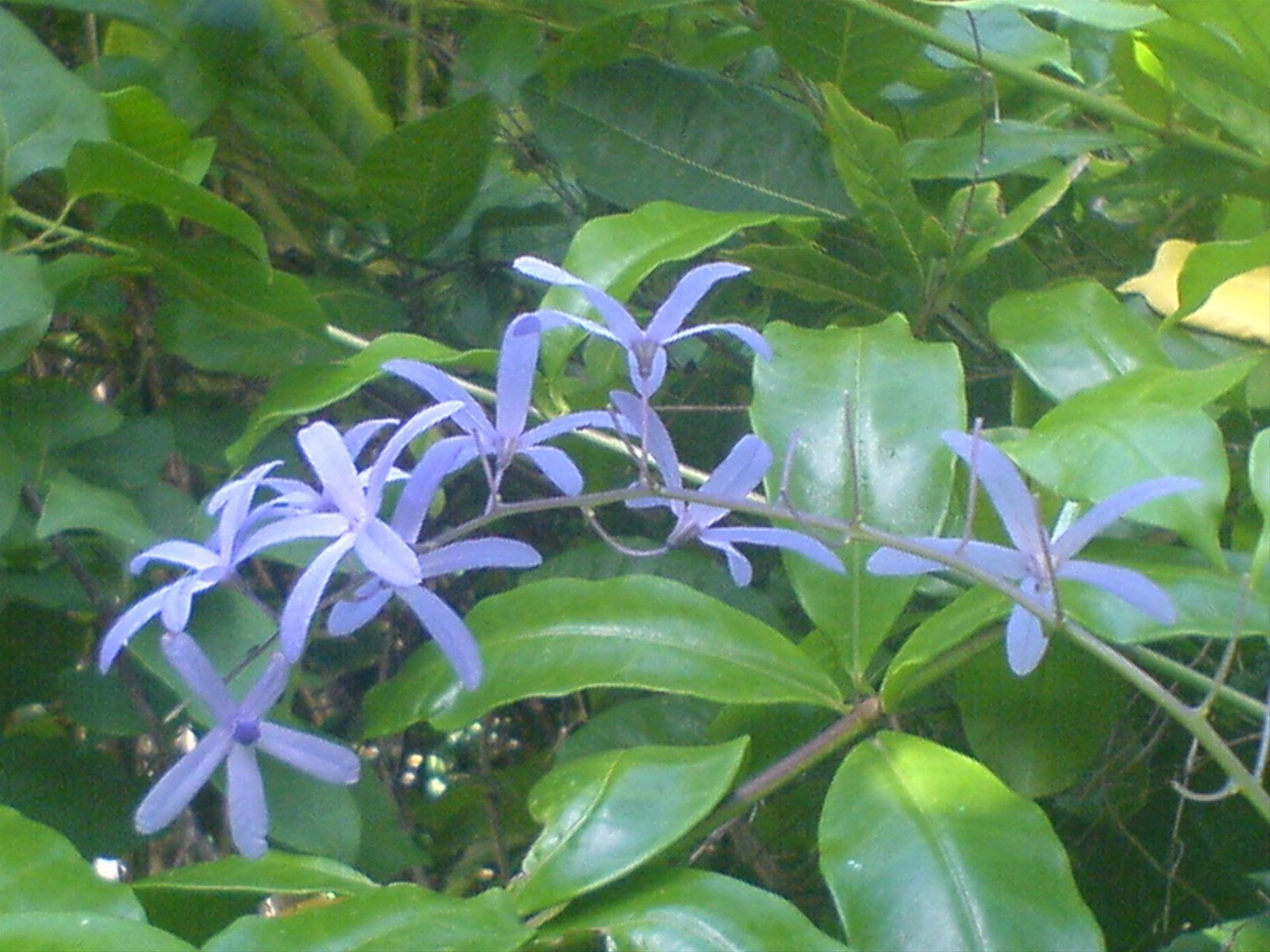 fiori