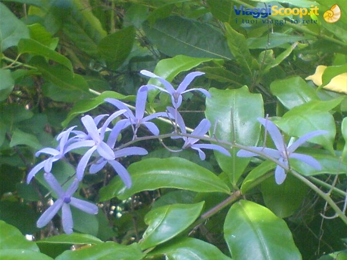fiori