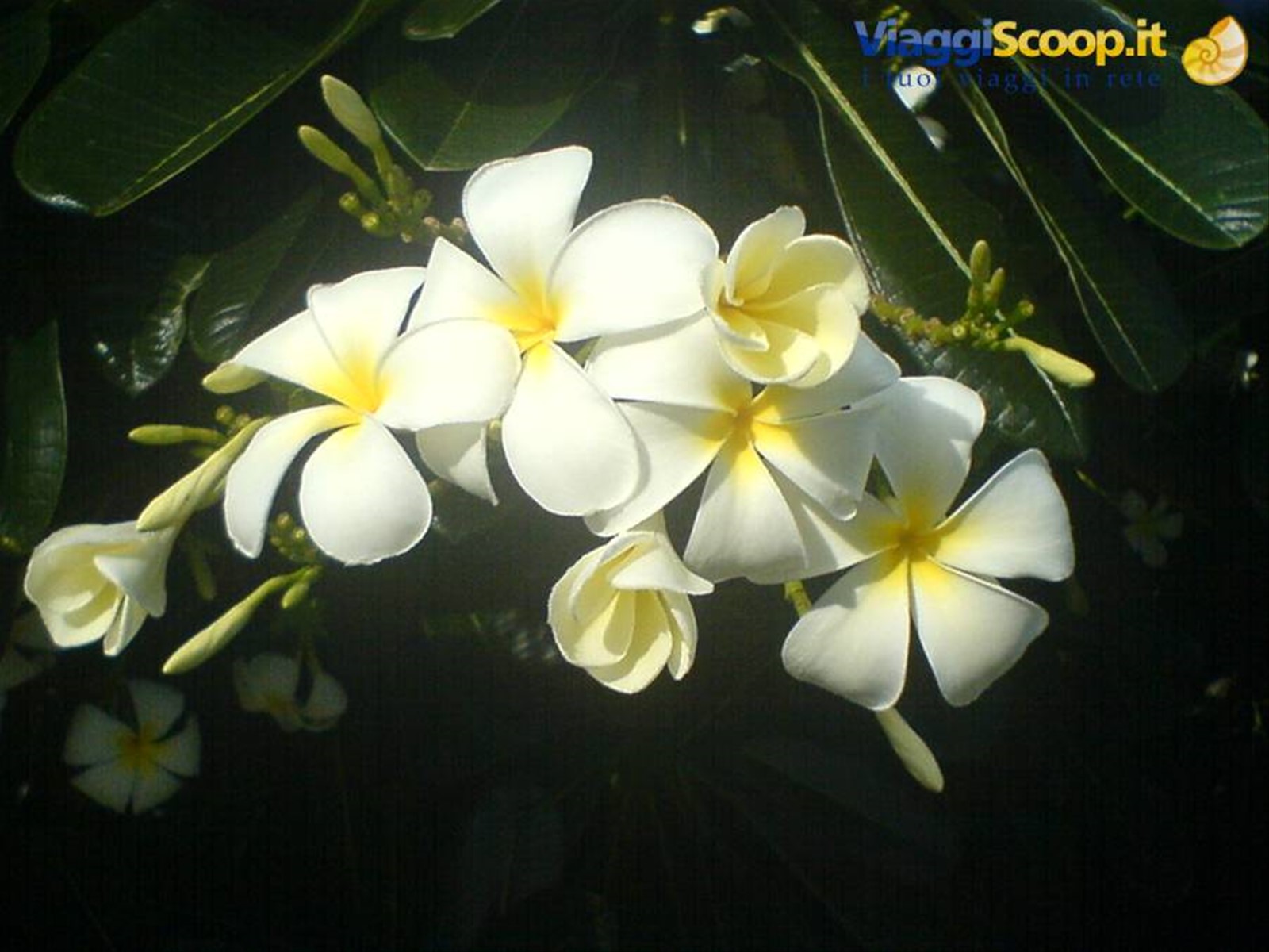 fiori