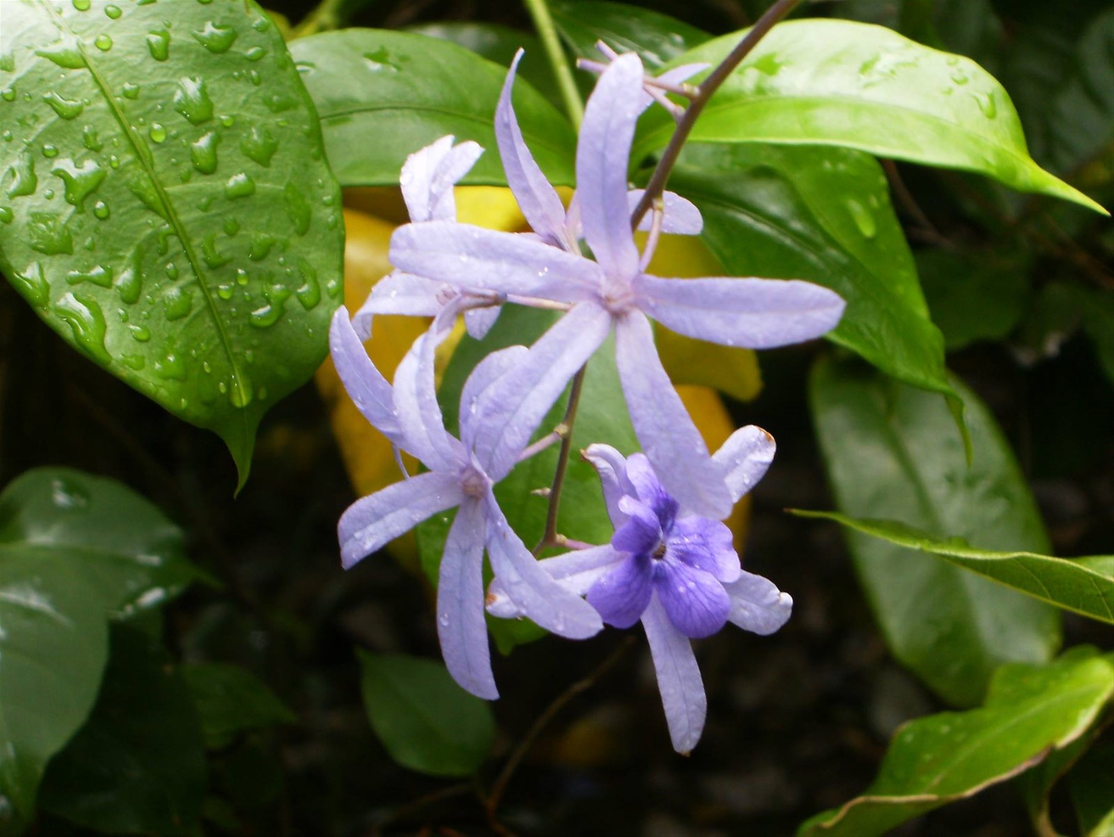 fiori