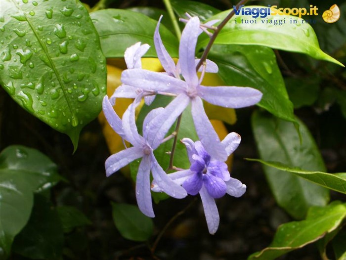 fiori