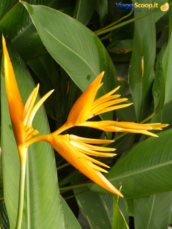 fiori