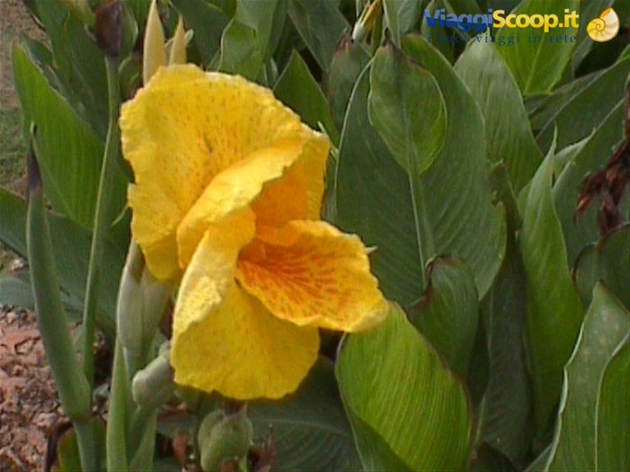 fiori