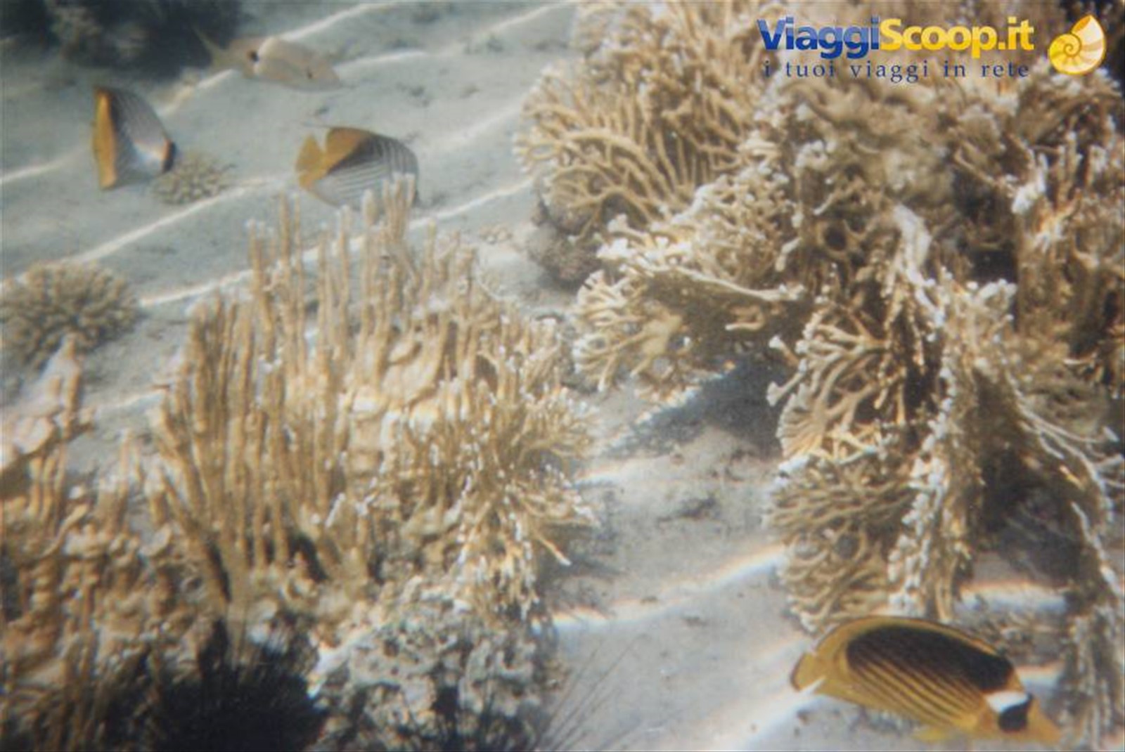 Marsa Alam un mare ancora da scoprire