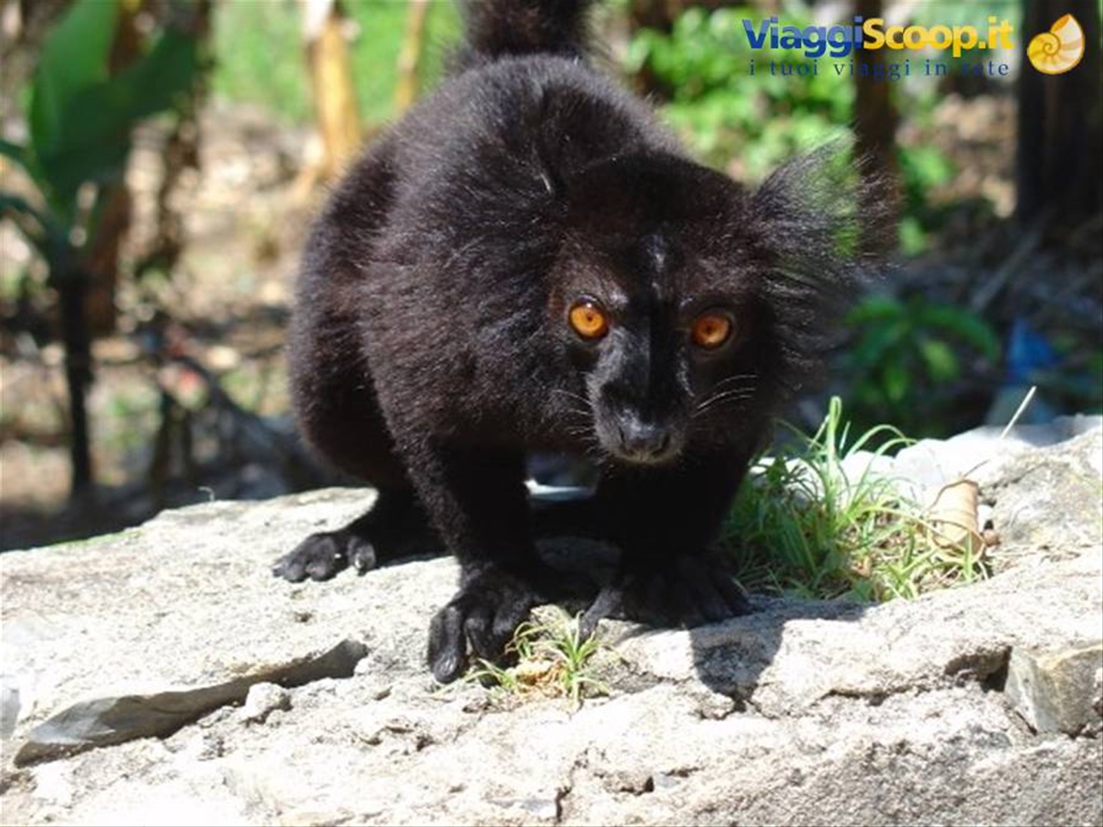 Lemure, la caratteristica scimmietta del Madagascar, Nosy Komba