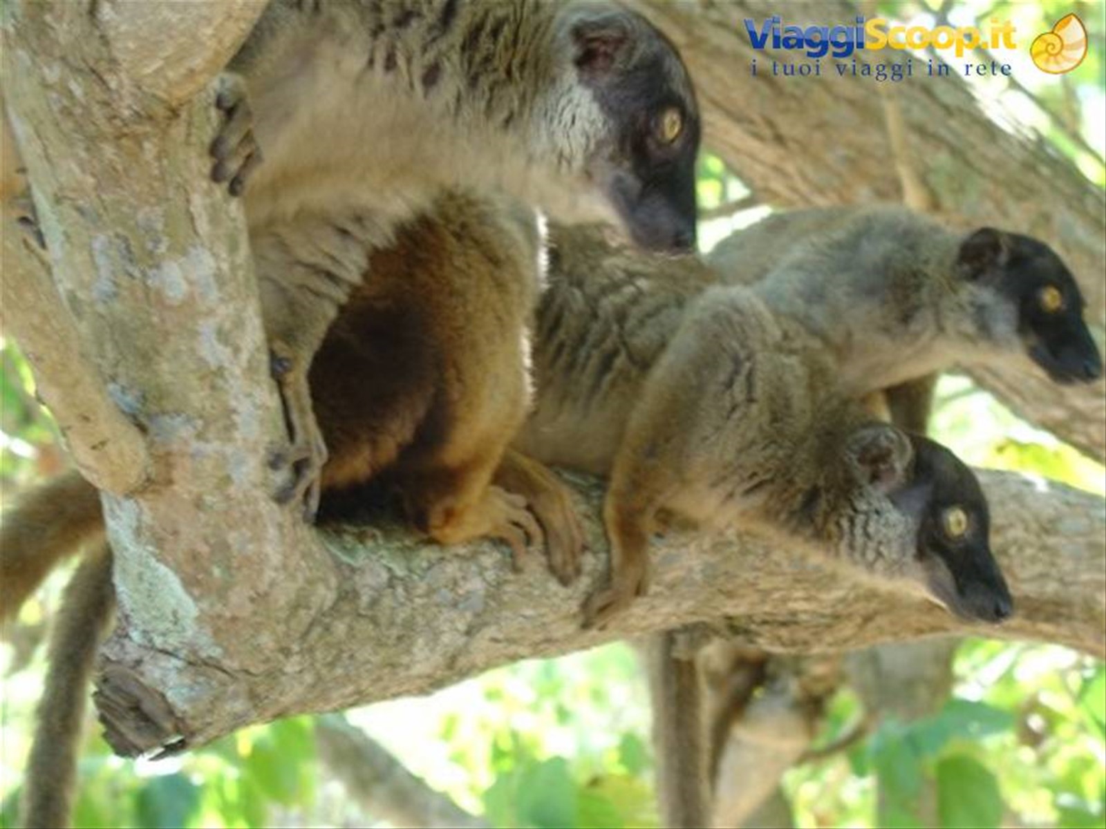 Lemuri, Nosy Tanikely
