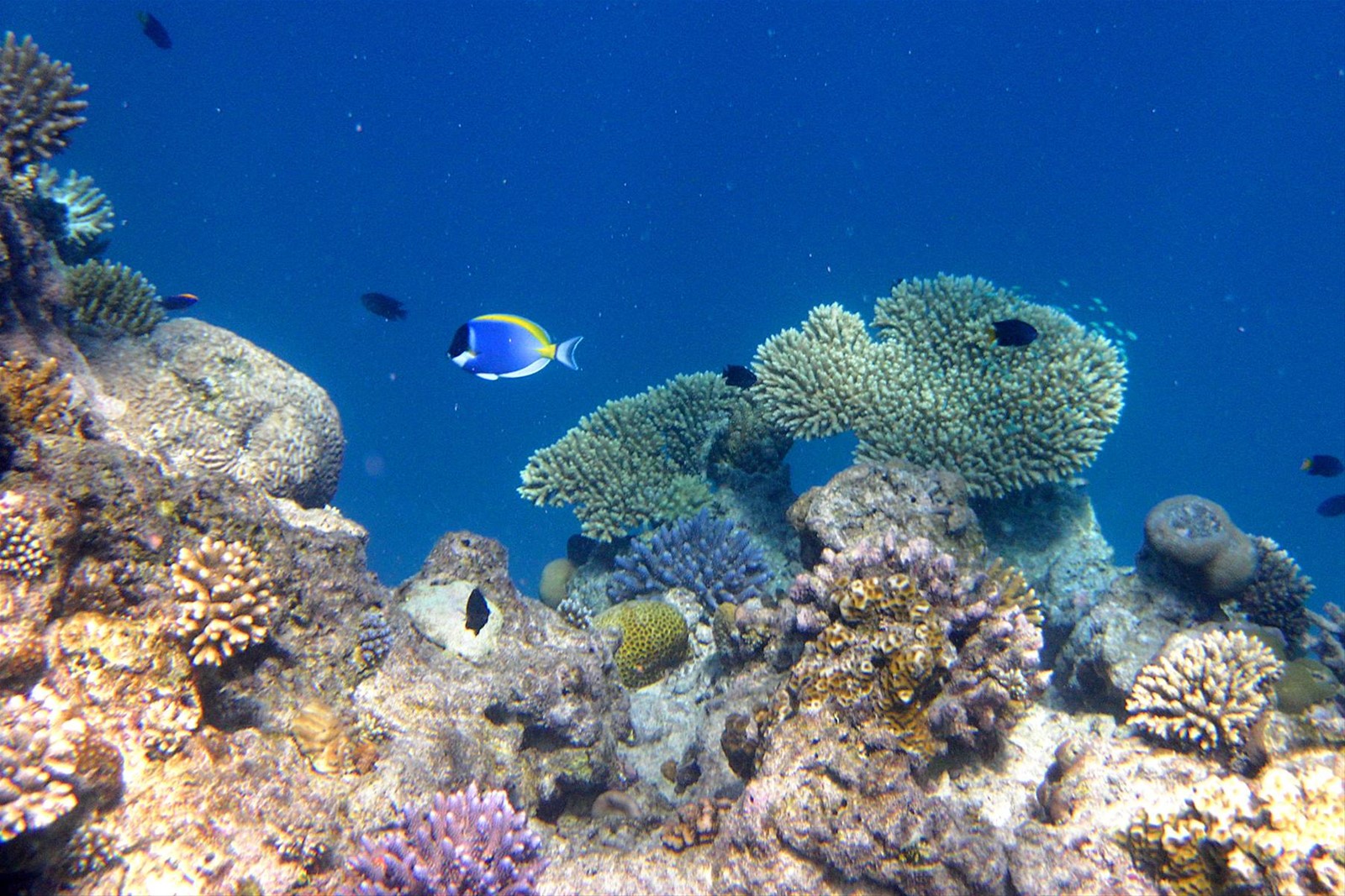 Snorkelling ad Olhuveli