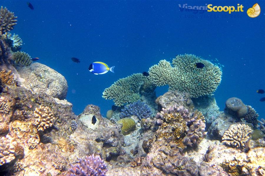 Snorkelling ad Olhuveli